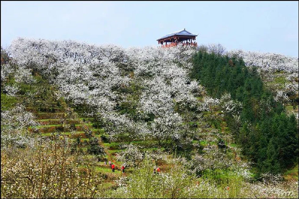 【春天,广西桂林灌阳县向您发出邀请!】我们在灌阳看梨花 - 游山玩水 - 平凉生活社区 - 平凉28生活网 pl.28life.com