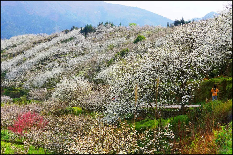 【春天,广西桂林灌阳县向您发出邀请!】我们在灌阳看梨花 - 游山玩水 - 平凉生活社区 - 平凉28生活网 pl.28life.com