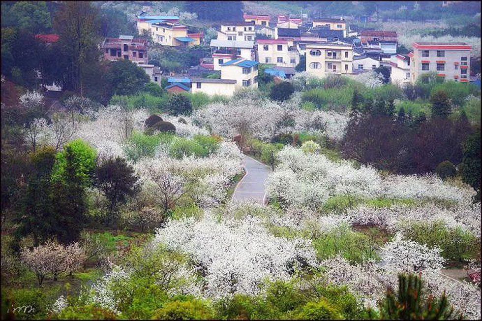 【春天,广西桂林灌阳县向您发出邀请!】我们在灌阳看梨花 - 游山玩水 - 平凉生活社区 - 平凉28生活网 pl.28life.com