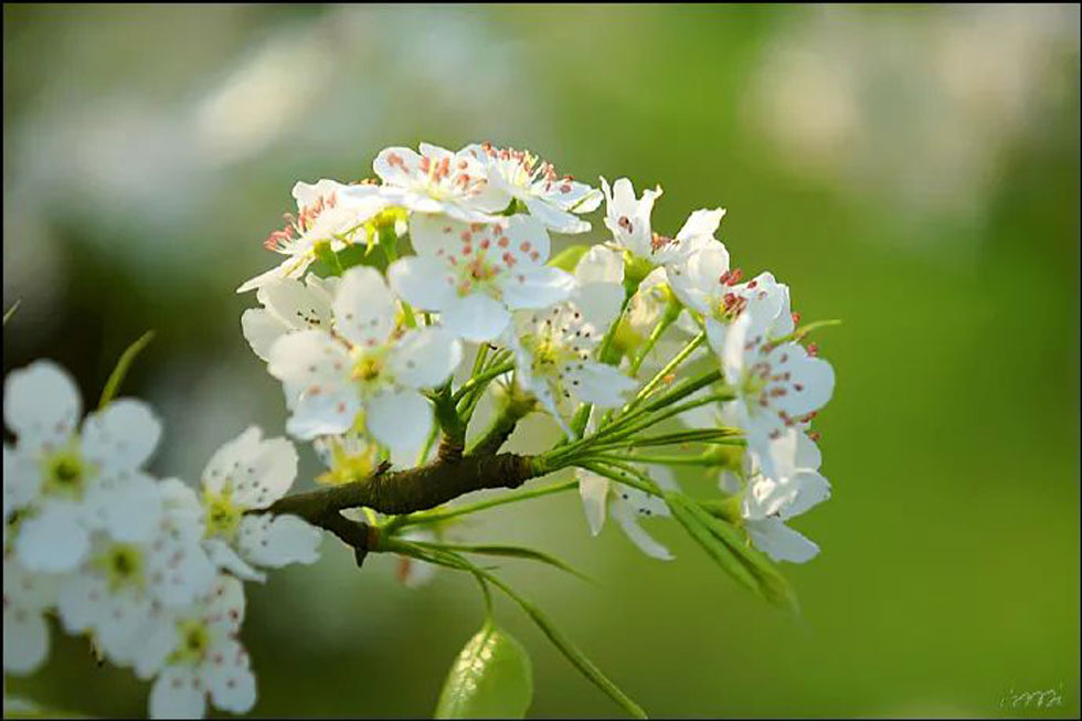 【春天,广西桂林灌阳县向您发出邀请!】我们在灌阳看梨花 - 游山玩水 - 平凉生活社区 - 平凉28生活网 pl.28life.com