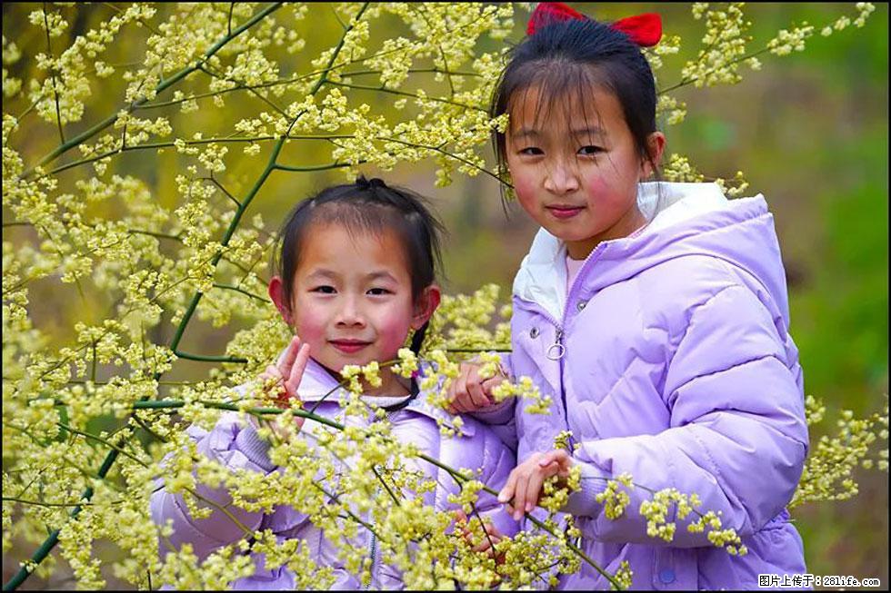 【春天,广西桂林灌阳县向您发出邀请!】米珠山前有片山苍子花在飘香 - 游山玩水 - 平凉生活社区 - 平凉28生活网 pl.28life.com