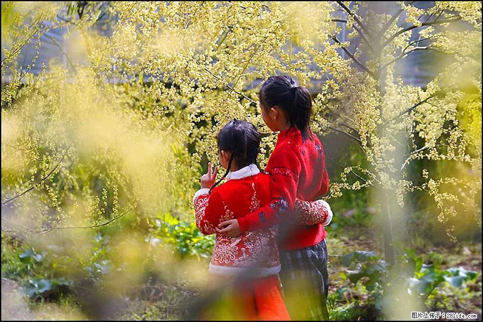 【春天,广西桂林灌阳县向您发出邀请!】米珠山前有片山苍子花在飘香 - 游山玩水 - 平凉生活社区 - 平凉28生活网 pl.28life.com