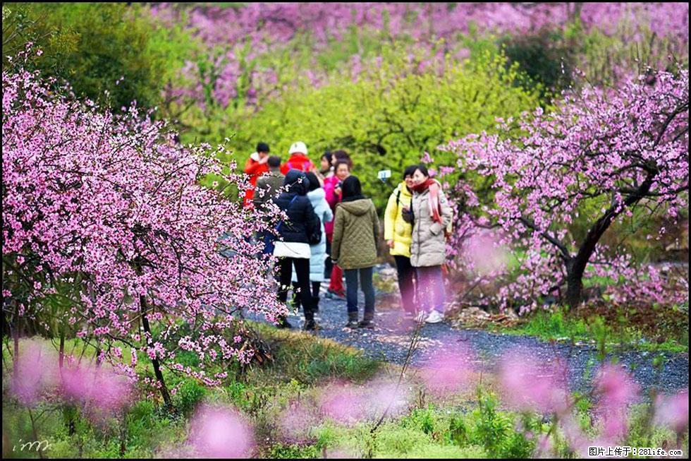 【春天,广西桂林灌阳县向您发出邀请!】官庄村有个醉美的桃花园 - 游山玩水 - 平凉生活社区 - 平凉28生活网 pl.28life.com