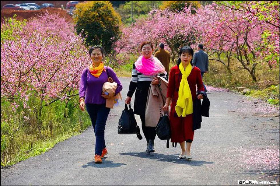 【春天,广西桂林灌阳县向您发出邀请!】官庄村有个醉美的桃花园 - 游山玩水 - 平凉生活社区 - 平凉28生活网 pl.28life.com