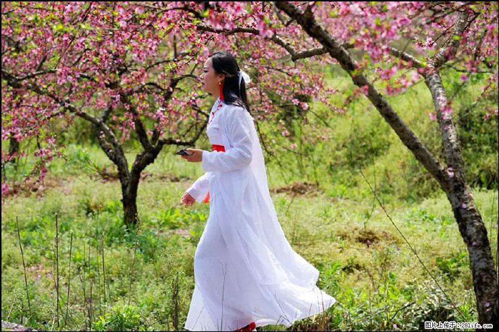 【春天,广西桂林灌阳县向您发出邀请!】官庄村有个醉美的桃花园 - 游山玩水 - 平凉生活社区 - 平凉28生活网 pl.28life.com