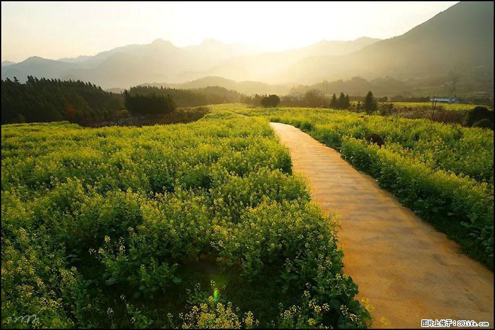 【春天,广西桂林灌阳县向您发出邀请!】长坪村油菜盛情花开 - 游山玩水 - 平凉生活社区 - 平凉28生活网 pl.28life.com