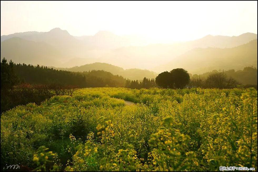 【春天,广西桂林灌阳县向您发出邀请!】长坪村油菜盛情花开 - 游山玩水 - 平凉生活社区 - 平凉28生活网 pl.28life.com