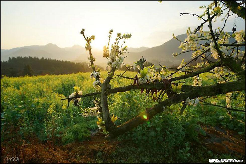 【春天,广西桂林灌阳县向您发出邀请!】长坪村油菜盛情花开 - 游山玩水 - 平凉生活社区 - 平凉28生活网 pl.28life.com