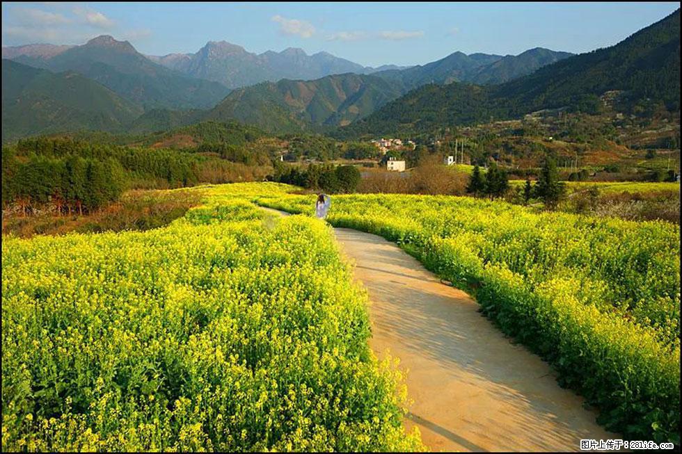 【春天,广西桂林灌阳县向您发出邀请!】长坪村油菜盛情花开 - 游山玩水 - 平凉生活社区 - 平凉28生活网 pl.28life.com