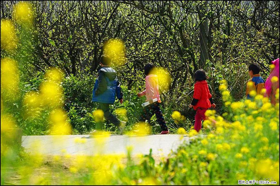 【春天,广西桂林灌阳县向您发出邀请!】长坪村油菜盛情花开 - 游山玩水 - 平凉生活社区 - 平凉28生活网 pl.28life.com