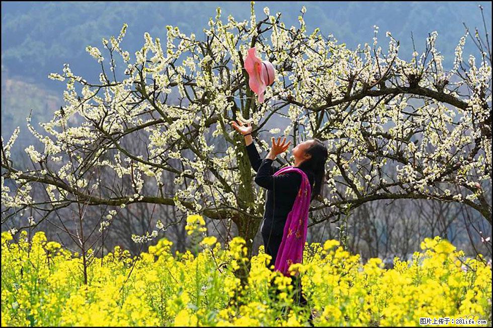 【春天,广西桂林灌阳县向您发出邀请!】长坪村油菜盛情花开 - 游山玩水 - 平凉生活社区 - 平凉28生活网 pl.28life.com