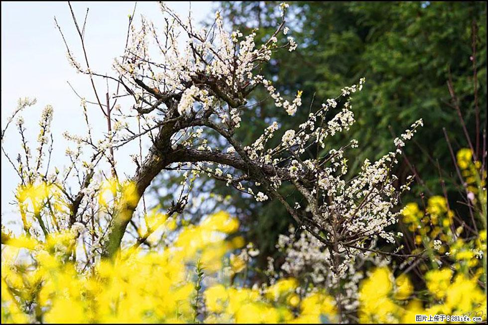 【春天,广西桂林灌阳县向您发出邀请!】长坪村油菜盛情花开 - 游山玩水 - 平凉生活社区 - 平凉28生活网 pl.28life.com