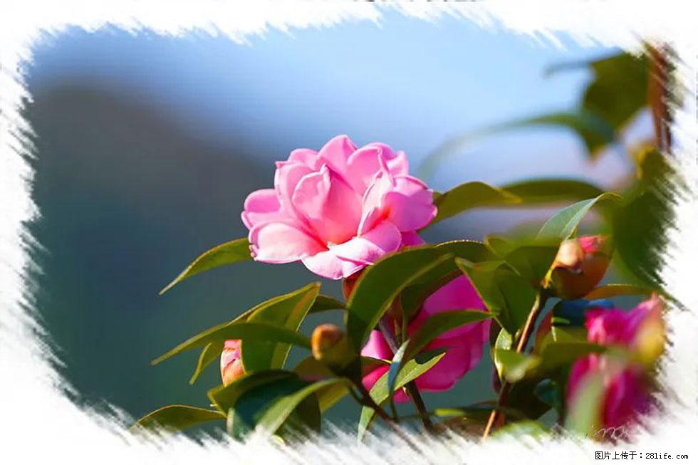 【春天,广西桂林灌阳县向您发出邀请!】杨柳井茶花惹人爱 - 游山玩水 - 平凉生活社区 - 平凉28生活网 pl.28life.com