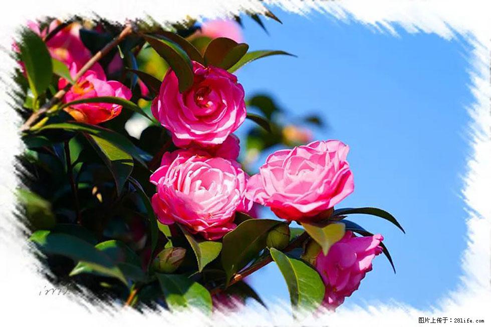 【春天,广西桂林灌阳县向您发出邀请!】杨柳井茶花惹人爱 - 游山玩水 - 平凉生活社区 - 平凉28生活网 pl.28life.com