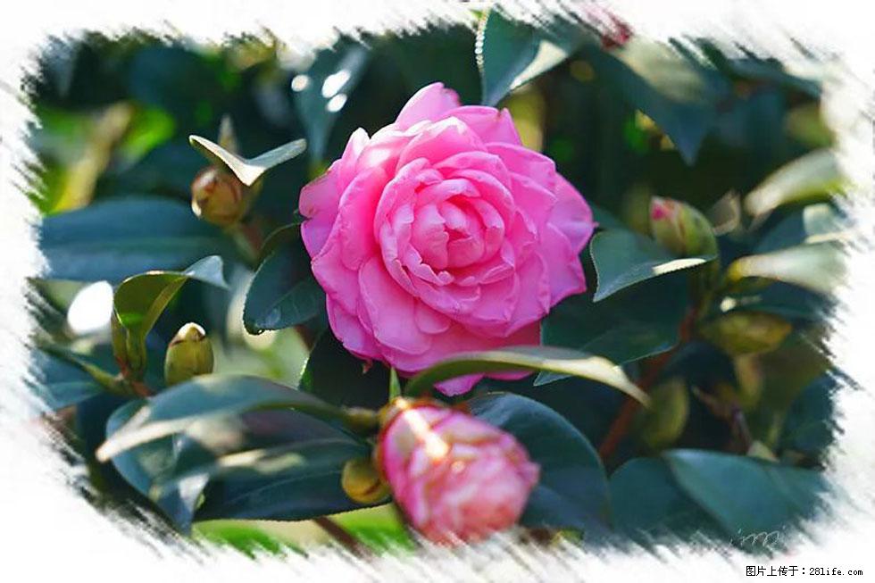 【春天,广西桂林灌阳县向您发出邀请!】杨柳井茶花惹人爱 - 游山玩水 - 平凉生活社区 - 平凉28生活网 pl.28life.com