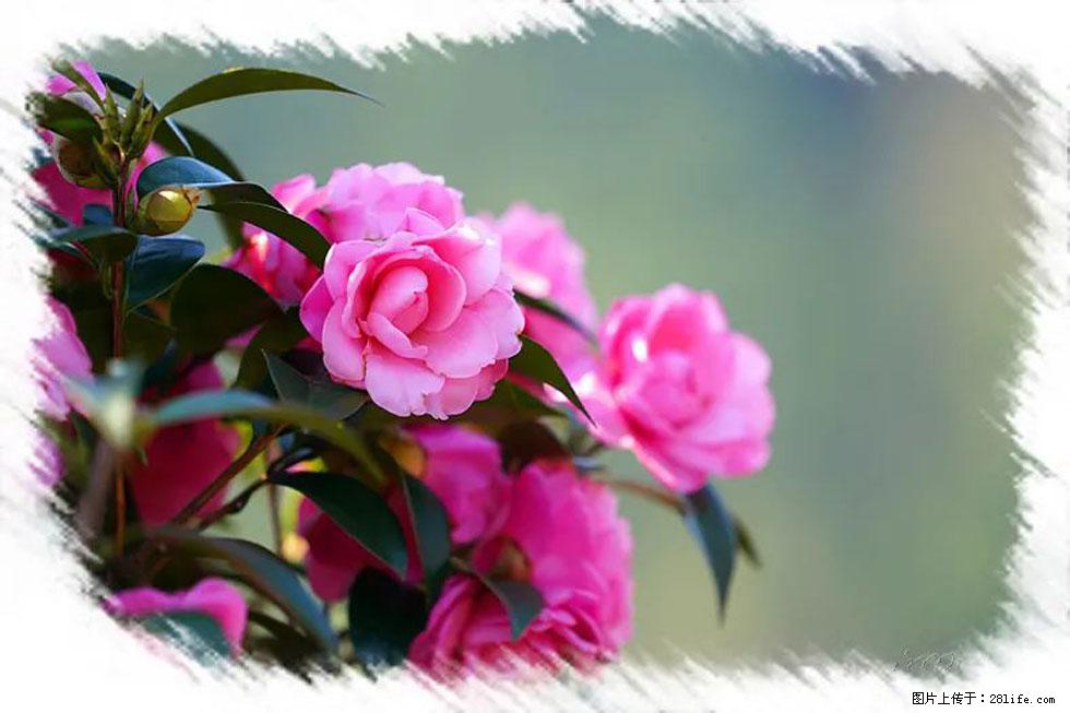 【春天,广西桂林灌阳县向您发出邀请!】杨柳井茶花惹人爱 - 游山玩水 - 平凉生活社区 - 平凉28生活网 pl.28life.com