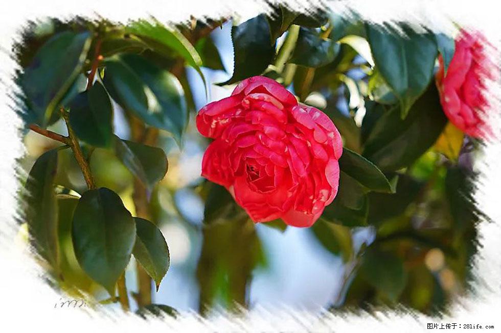 【春天,广西桂林灌阳县向您发出邀请!】杨柳井茶花惹人爱 - 游山玩水 - 平凉生活社区 - 平凉28生活网 pl.28life.com