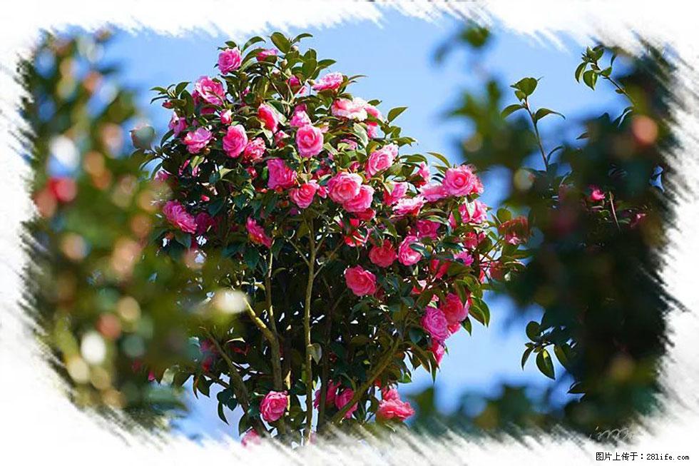 【春天,广西桂林灌阳县向您发出邀请!】杨柳井茶花惹人爱 - 游山玩水 - 平凉生活社区 - 平凉28生活网 pl.28life.com