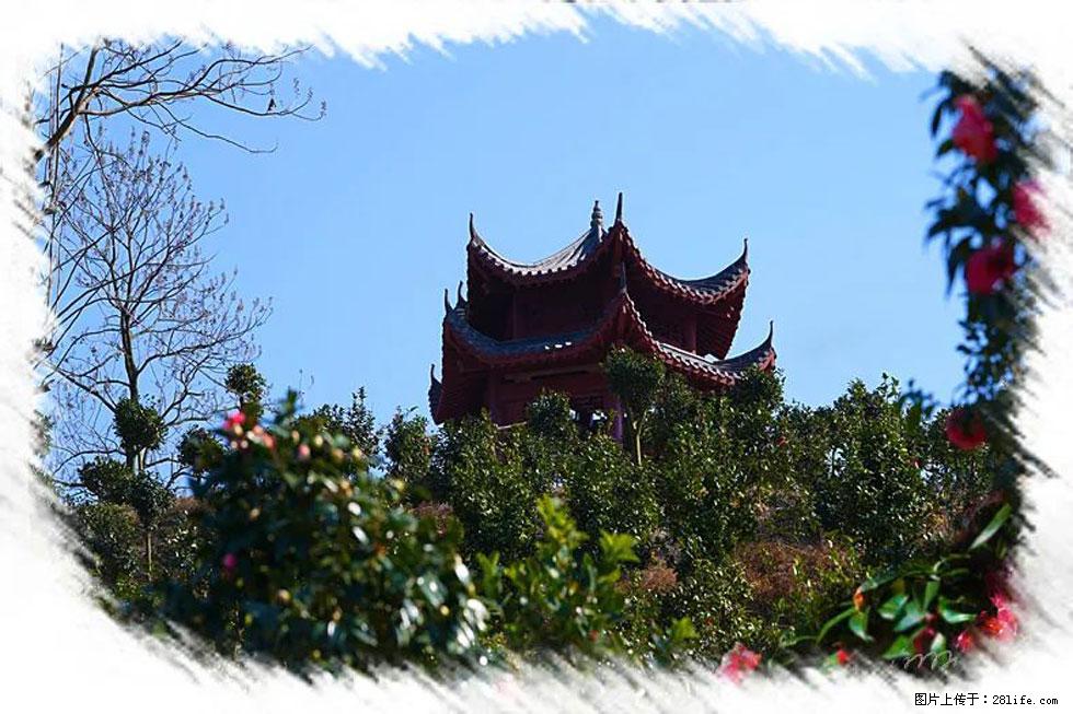 【春天,广西桂林灌阳县向您发出邀请!】杨柳井茶花惹人爱 - 游山玩水 - 平凉生活社区 - 平凉28生活网 pl.28life.com