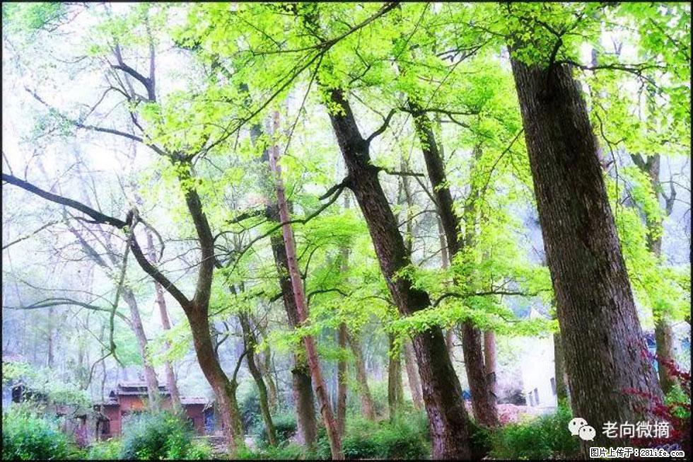 【春天,广西桂林灌阳县向您发出邀请!】在小龙村与春天约会 - 游山玩水 - 平凉生活社区 - 平凉28生活网 pl.28life.com