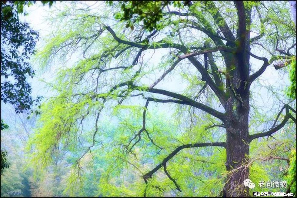【春天,广西桂林灌阳县向您发出邀请!】在小龙村与春天约会 - 游山玩水 - 平凉生活社区 - 平凉28生活网 pl.28life.com