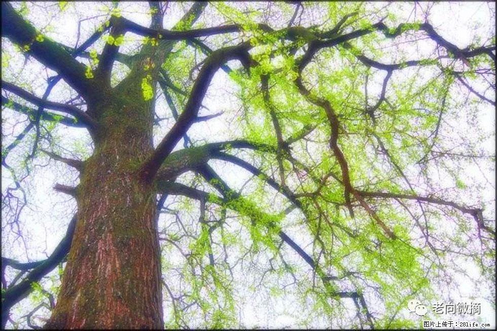 【春天,广西桂林灌阳县向您发出邀请!】在小龙村与春天约会 - 游山玩水 - 平凉生活社区 - 平凉28生活网 pl.28life.com