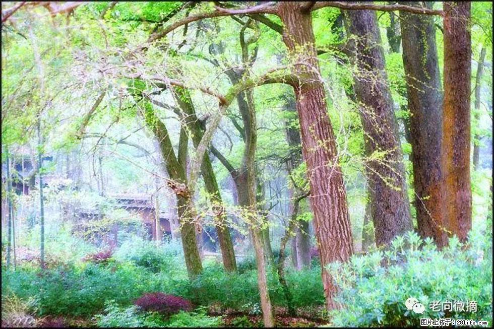 【春天,广西桂林灌阳县向您发出邀请!】在小龙村与春天约会 - 游山玩水 - 平凉生活社区 - 平凉28生活网 pl.28life.com