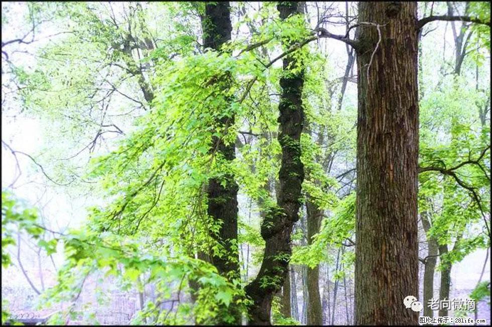 【春天,广西桂林灌阳县向您发出邀请!】在小龙村与春天约会 - 游山玩水 - 平凉生活社区 - 平凉28生活网 pl.28life.com