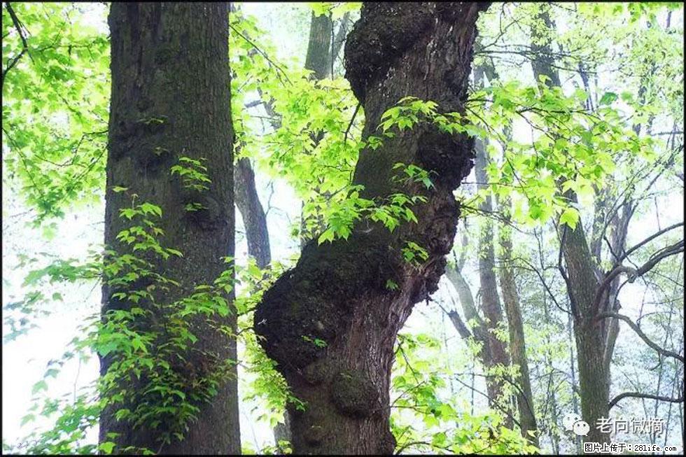 【春天,广西桂林灌阳县向您发出邀请!】在小龙村与春天约会 - 游山玩水 - 平凉生活社区 - 平凉28生活网 pl.28life.com