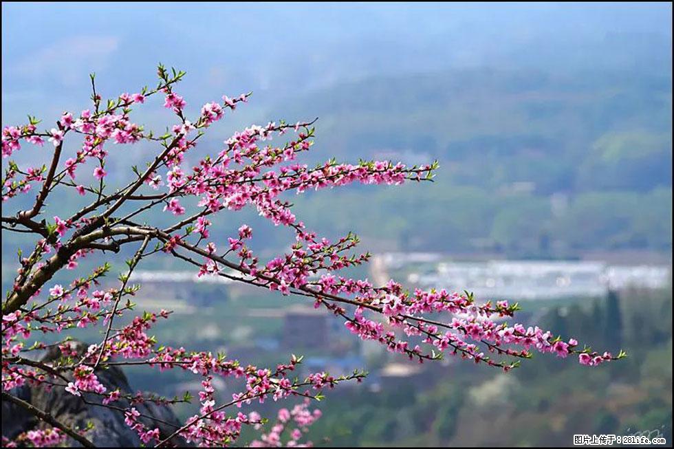【春天,广西桂林灌阳县向您发出邀请!】望月岭上桃花开 - 游山玩水 - 平凉生活社区 - 平凉28生活网 pl.28life.com