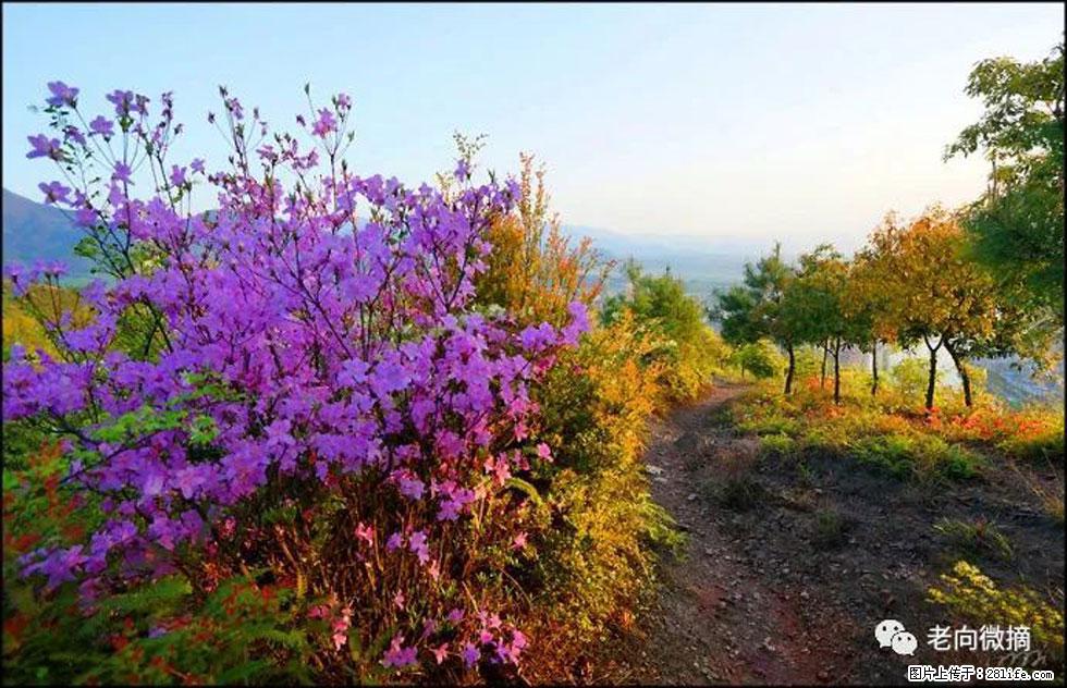 【春天,广西桂林灌阳县向您发出邀请!】登麒麟山,相约映山红 - 游山玩水 - 平凉生活社区 - 平凉28生活网 pl.28life.com