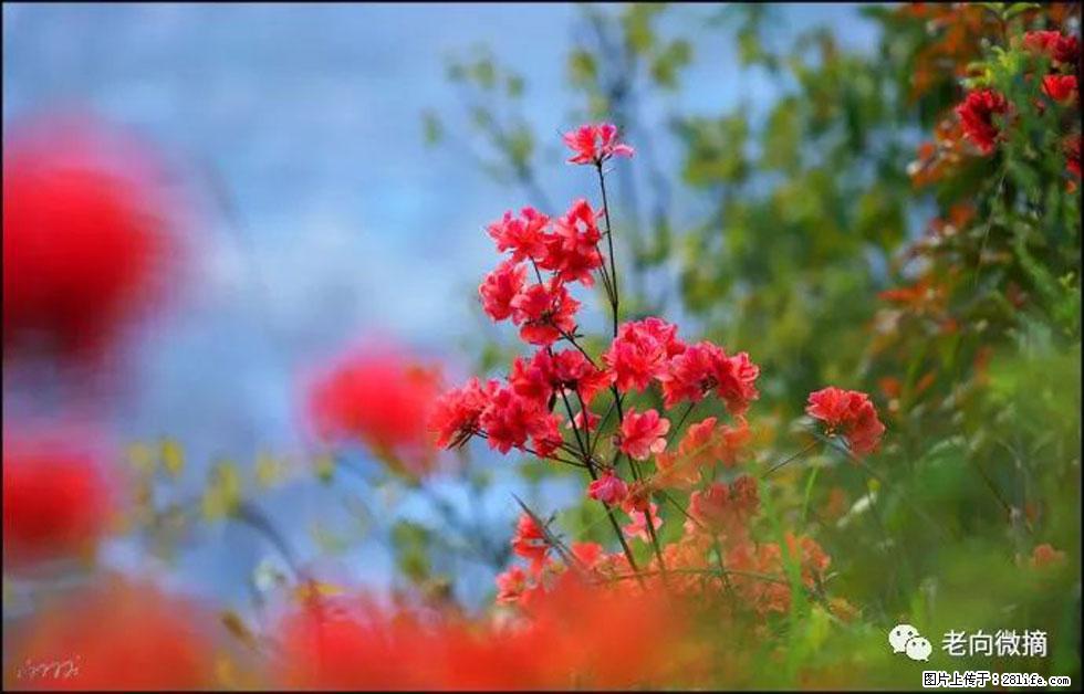 【春天,广西桂林灌阳县向您发出邀请!】登麒麟山,相约映山红 - 游山玩水 - 平凉生活社区 - 平凉28生活网 pl.28life.com