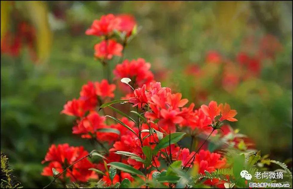 【春天,广西桂林灌阳县向您发出邀请!】登麒麟山,相约映山红 - 游山玩水 - 平凉生活社区 - 平凉28生活网 pl.28life.com