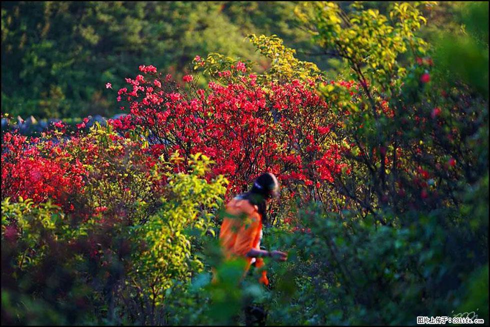 【春天，广西桂林灌阳县向您发出邀请！】春木界上映山红 - 游山玩水 - 平凉生活社区 - 平凉28生活网 pl.28life.com