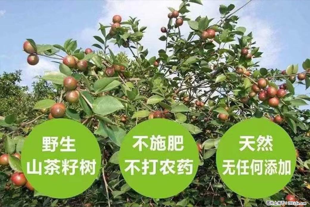 【灌阳县油茶产业示范区】一个有着充实的精神生活的人,对待身外之物自会有一种淡泊的态度 - 美食天地 - 平凉生活社区 - 平凉28生活网 pl.28life.com
