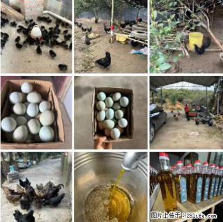 油茶园从小鸡仔开始养起的纯土鸡、土鸡蛋可以预定啦!还有前几天刚榨的纯山茶油哦 - 平凉28生活网 pl.28life.com