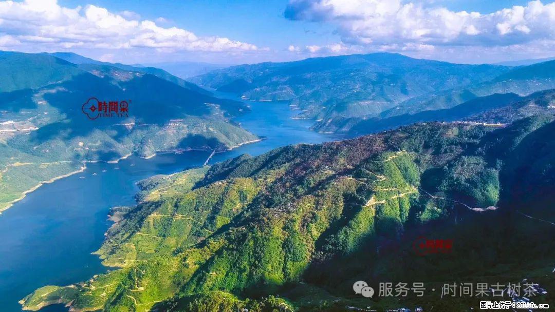 时间果百年古树龙珠普洱生茶 - 购物交流 - 平凉生活社区 - 平凉28生活网 pl.28life.com