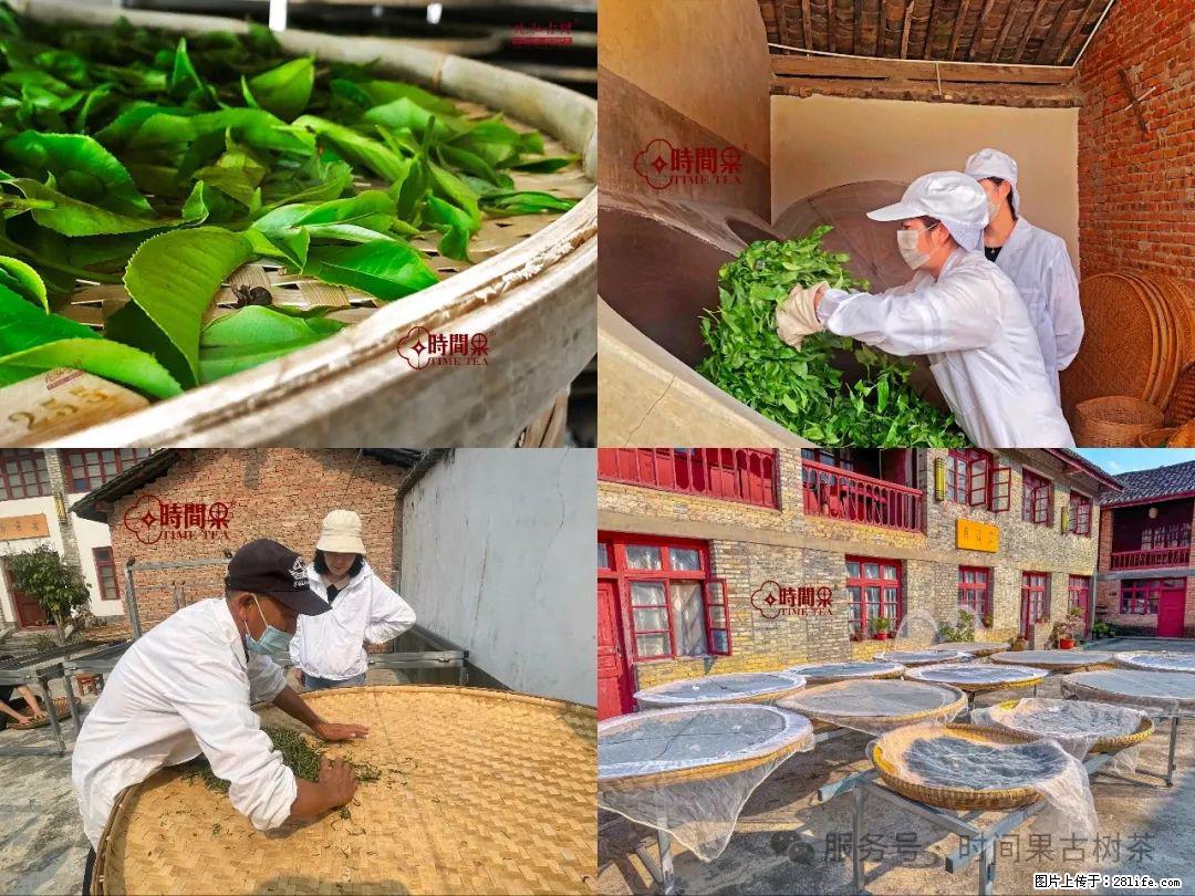 时间果百年古树龙珠普洱生茶 - 购物交流 - 平凉生活社区 - 平凉28生活网 pl.28life.com