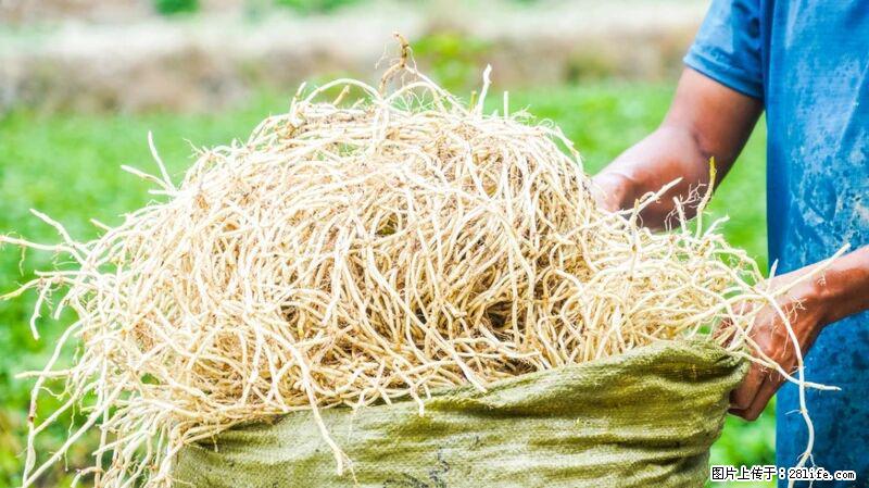 堪称“最难吃”的蔬菜,却是 “抗辐射神器”,还能护肺、清热、止咳化痰! - 平凉生活资讯 - 平凉28生活网 pl.28life.com