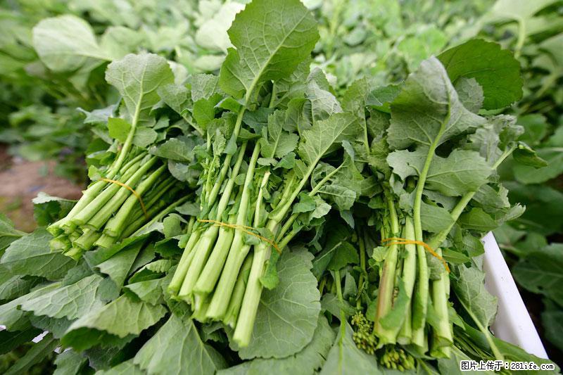 这些蔬菜是“天然钙片”，这6种被医生重点推荐 - 平凉生活资讯 - 平凉28生活网 pl.28life.com